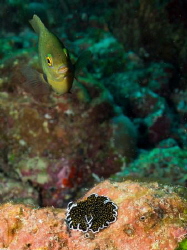 Not just humans that are obsessed with Colourful slugs - ... by Spencer Burrows 